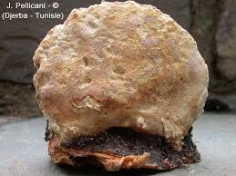 Attēlu rezultāti vaicājumam “Aurantiporus fissilis”