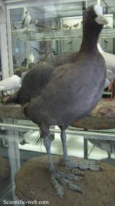 Attēlu rezultāti vaicājumam “Fulica atra adult”