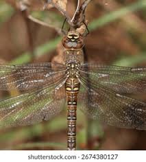 Attēlu rezultāti vaicājumam “Aeshna mixta female”