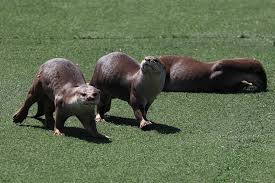 Image result for Worthing Otters