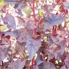 Image result for Atriplex hortensis