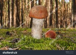 Attēlu rezultāti vaicājumam “Leccinum vulpinum”