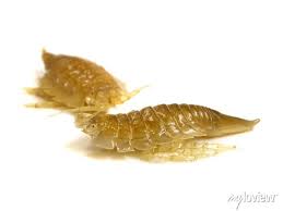 Attēlu rezultāti vaicājumam “Saduria entomon”