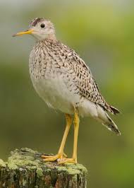 Image result for Bartramia longicauda