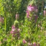 Attēlu rezultāti vaicājumam “Ononis arvensis”