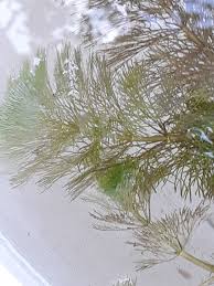 Attēlu rezultāti vaicājumam “Ceratophyllum submersum”