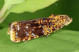 Attēlu rezultāti vaicājumam “Celypha siderana”