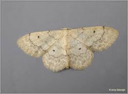 Attēlu rezultāti vaicājumam “Idaea biselata”