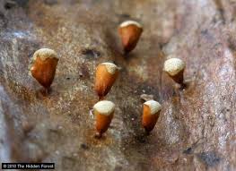 Attēlu rezultāti vaicājumam “Craterium minutum macro”