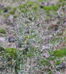 Attēlu rezultāti vaicājumam “Festuca ovina flower”