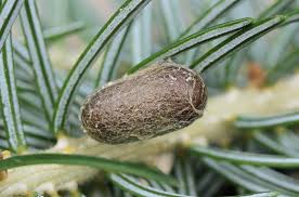 Attēlu rezultāti vaicājumam “Diprion pini”