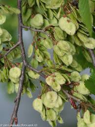 Attēlu rezultāti vaicājumam “Ulmus laevis”