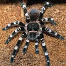 Znalezione obrazy dla zapytania geniculata