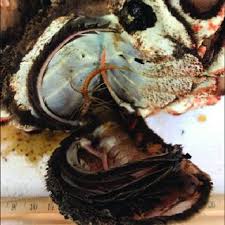 Image result for Maja brachydactyla