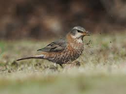 Image result for Turdus naumanni