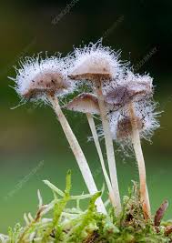 Attēlu rezultāti vaicājumam “Spinellus fusiger”