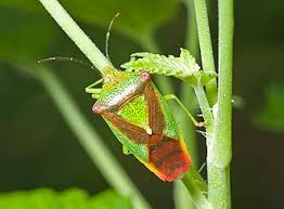 Attēlu rezultāti vaicājumam “Elasmostethus interstinctus imago”