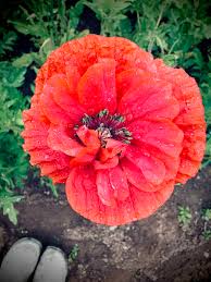 Attēlu rezultāti vaicājumam “Papaver rhoeas flower”