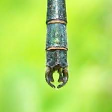 Attēlu rezultāti vaicājumam “Lestes dryas male”