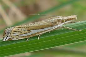 Attēlu rezultāti vaicājumam “Crambus pratella”