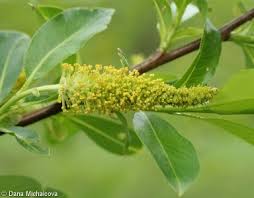 Attēlu rezultāti vaicājumam “Salix pentandra fruit”