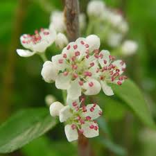 Attēlu rezultāti vaicājumam “Aronia melanocarpa flower”