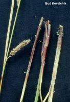 Attēlu rezultāti vaicājumam “Carex lasiocarpa female flower”