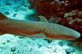 Image result for Nebrius ferrugineus