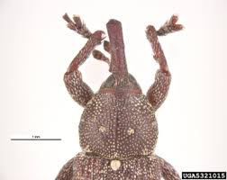 Attēlu rezultāti vaicājumam “Pissodes piniphilus”