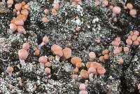 Attēlu rezultāti vaicājumam “Dibaeis baeomyces”