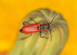 Attēlu rezultāti vaicājumam “Anthocomus rufus”