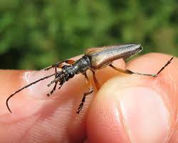 Attēlu rezultāti vaicājumam “Stenocorus meridianus”