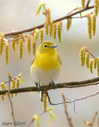 Image result for Vireo flavifrons