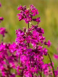 Image result for Pechnelke