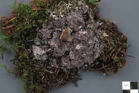 Attēlu rezultāti vaicājumam “Nectriopsis violacea”