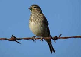 Attēlu rezultāti vaicājumam “Carduelis cannabina adult”