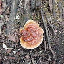 Attēlu rezultāti vaicājumam “Ganoderma lucidum”