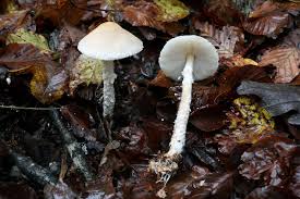 Attēlu rezultāti vaicājumam “Lepiota clypeolaria”