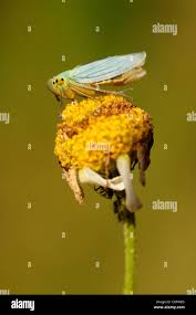 Attēlu rezultāti vaicājumam “Cicadella viridis female”