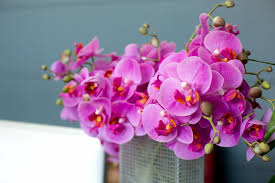 「水蘭」的圖片搜尋結果