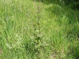 Attēlu rezultāti vaicājumam “Scrophularia nodosa”