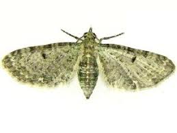 Attēlu rezultāti vaicājumam “Eupithecia satyrata”