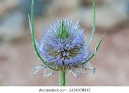 Attēlu rezultāti vaicājumam “Dipsacus fullonum flower”