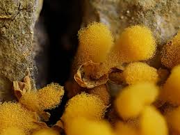 Attēlu rezultāti vaicājumam “Arcyria major spores”