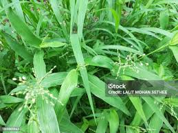 Attēlu rezultāti vaicājumam “Milium effusum leaf”