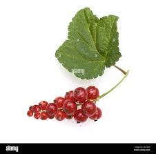 Attēlu rezultāti vaicājumam “Ribes rubrum leaf”