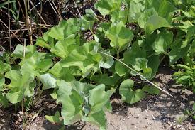 Attēlu rezultāti vaicājumam “Petasites spurius”