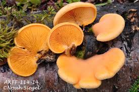 Attēlu rezultāti vaicājumam “Phyllotopsis nidulans”