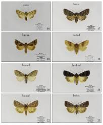 Attēlu rezultāti vaicājumam “Oeneis jutta underside”