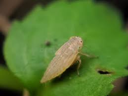 Attēlu rezultāti vaicājumam “Macrosteles nymph”